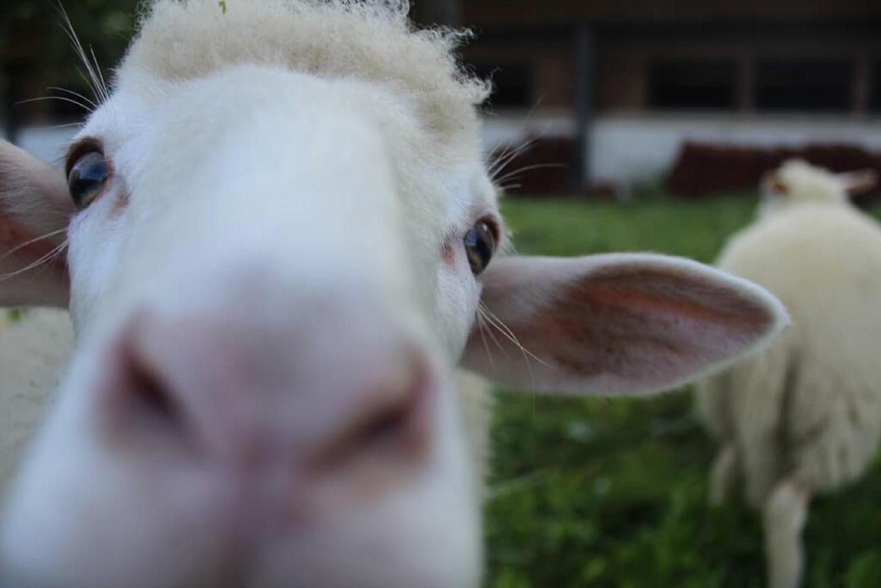 Ferienhof Schlag Waldmünchen Zewnętrze zdjęcie